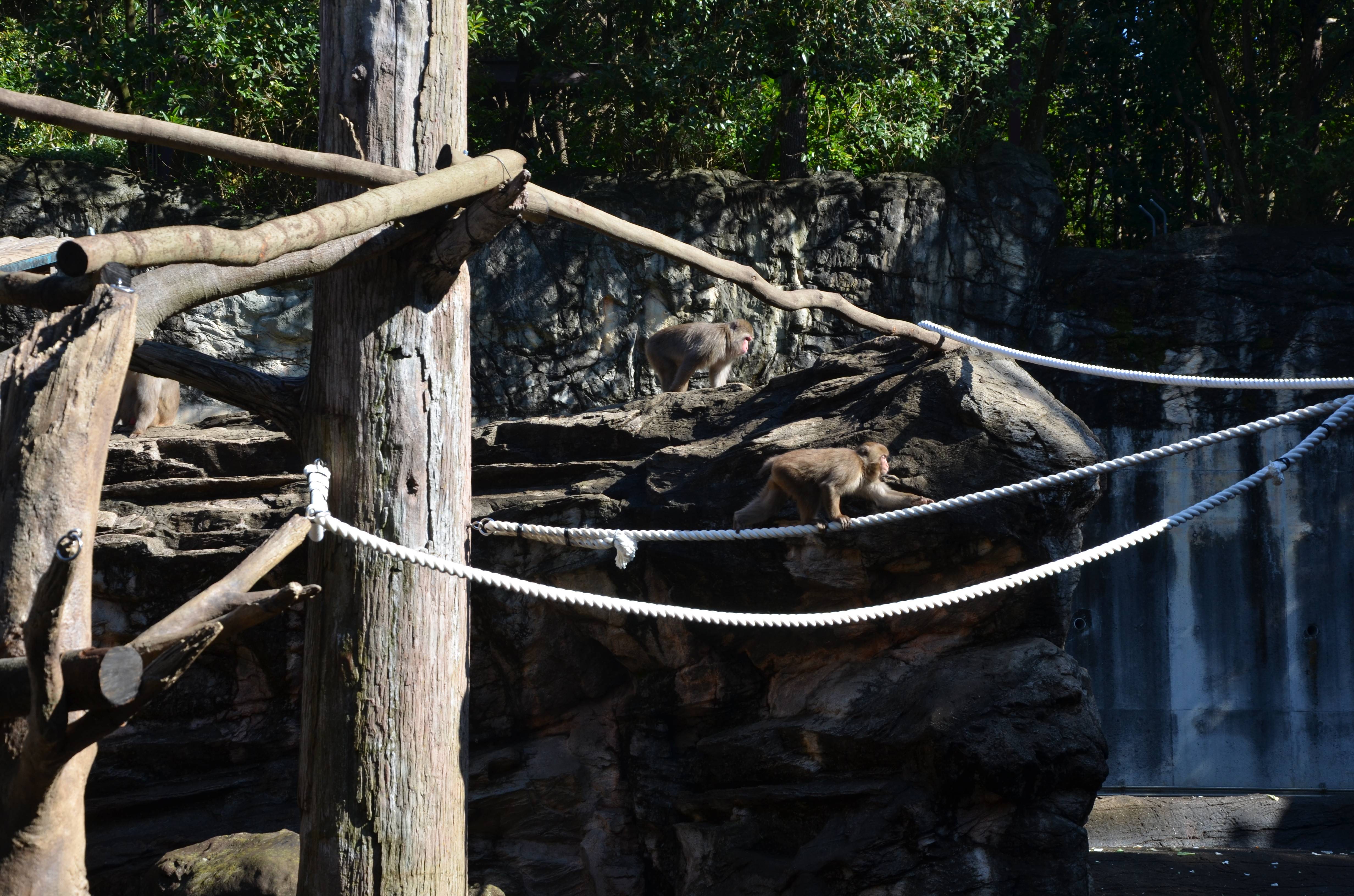 ‼ ニホンザル展示場 リニューアルしました ‼6.jpg