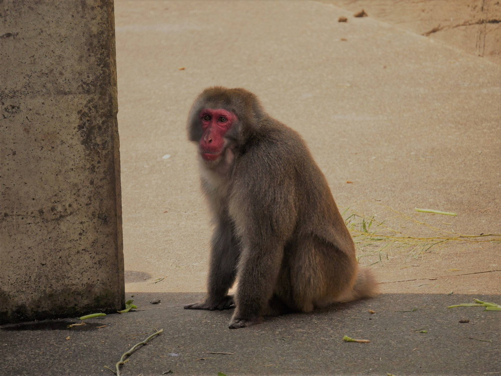 ダイチャン (2).jpg