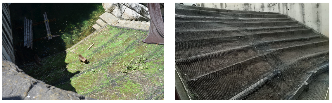 ‼ ニホンザル展示場 リニューアルしました ‼2.png