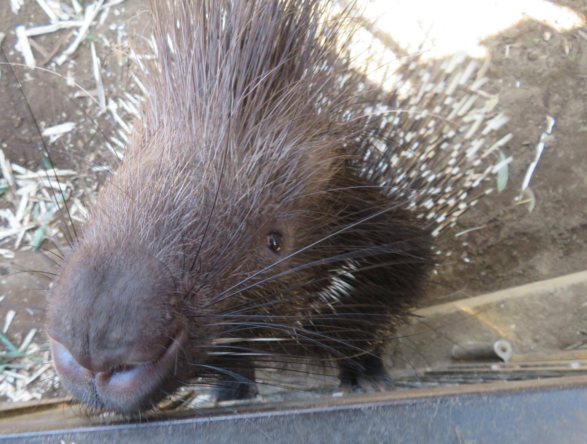 ネイロ 6才に 飼育日誌 よこはま動物園ズーラシア公式サイト 公益財団法人 横浜市緑の協会