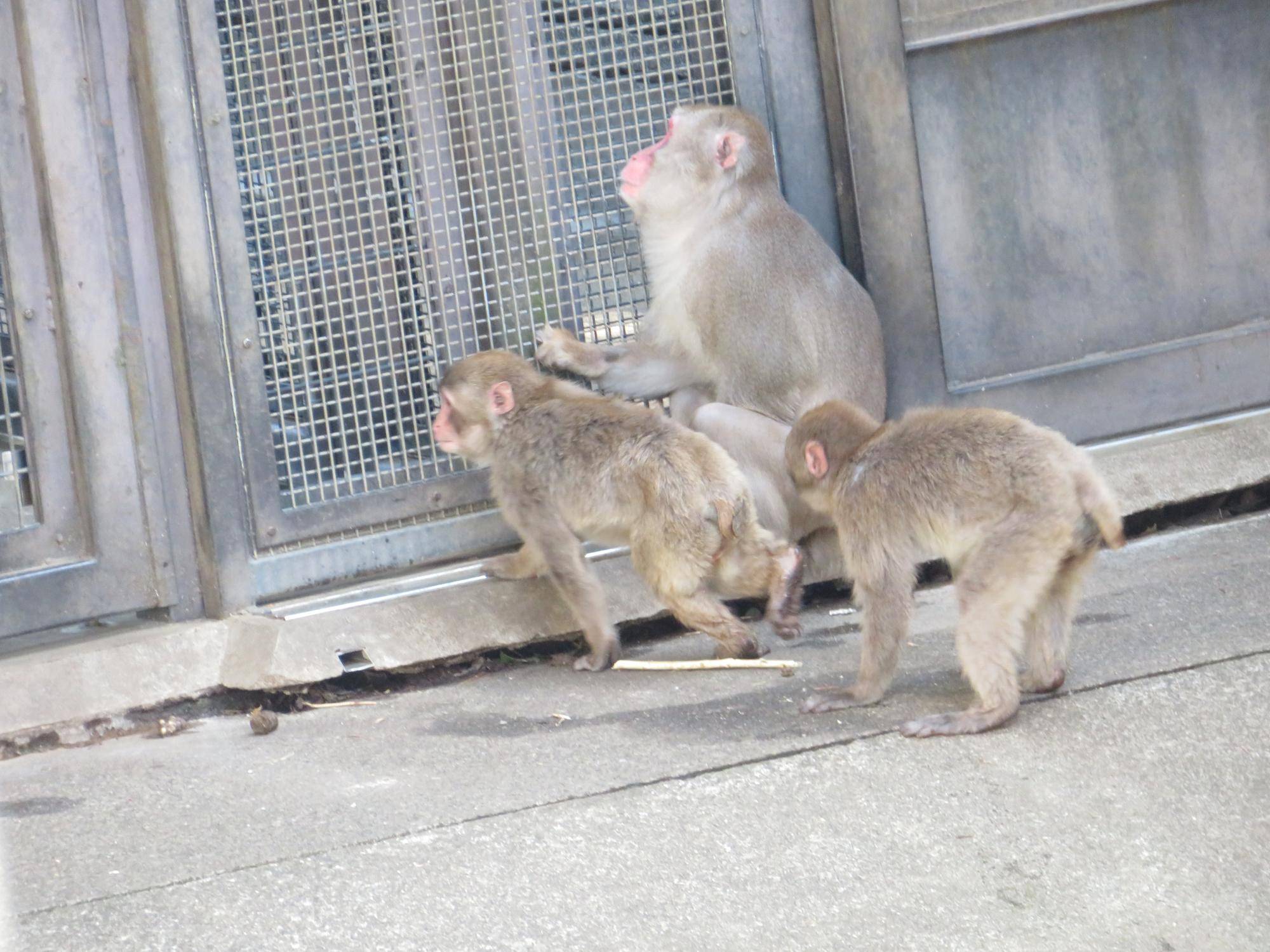 ニーヤンと子ザル.jpg