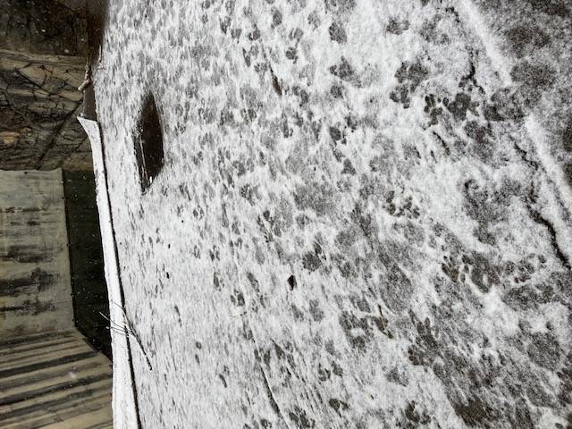 雪のニホンザル (3).jpg