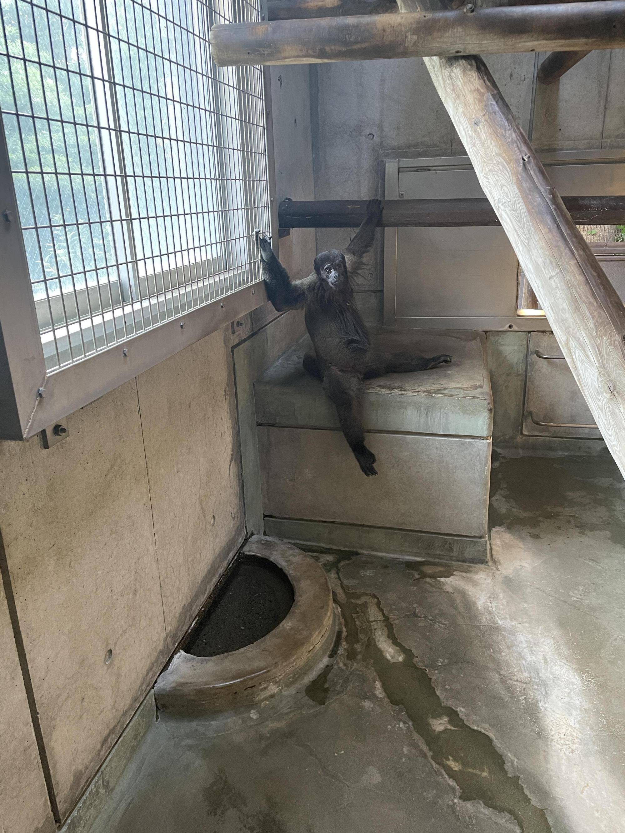 ウーリーモンキー パス.jpg