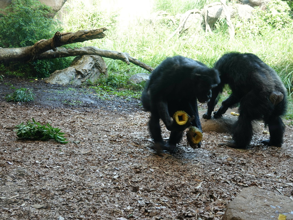 8月のお祭り 後編 チンパンジーの森日記 よこはま動物園ズーラシア公式サイト 公益財団法人 横浜市緑の協会 8月のお祭り 後編 チンパンジーの森日記 よこはま動物園ズーラシア公式サイト 公益財団法人 横浜市緑の協会