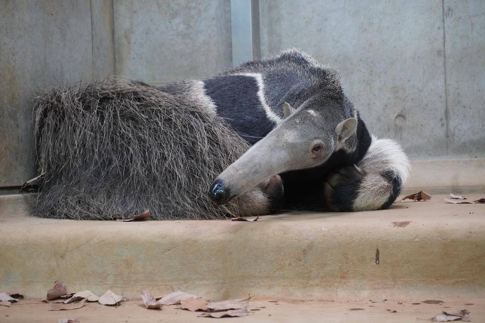 床暖房上のオレオ