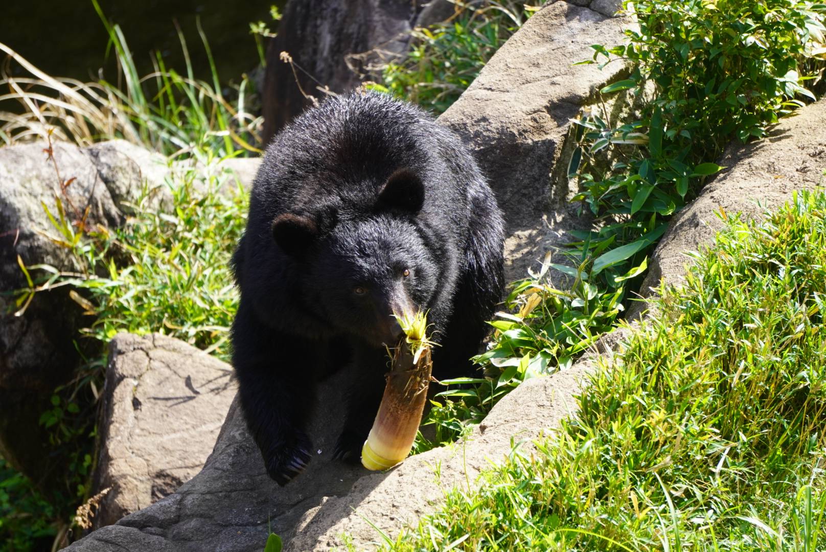 タケノコを加えて運ぶメリー1