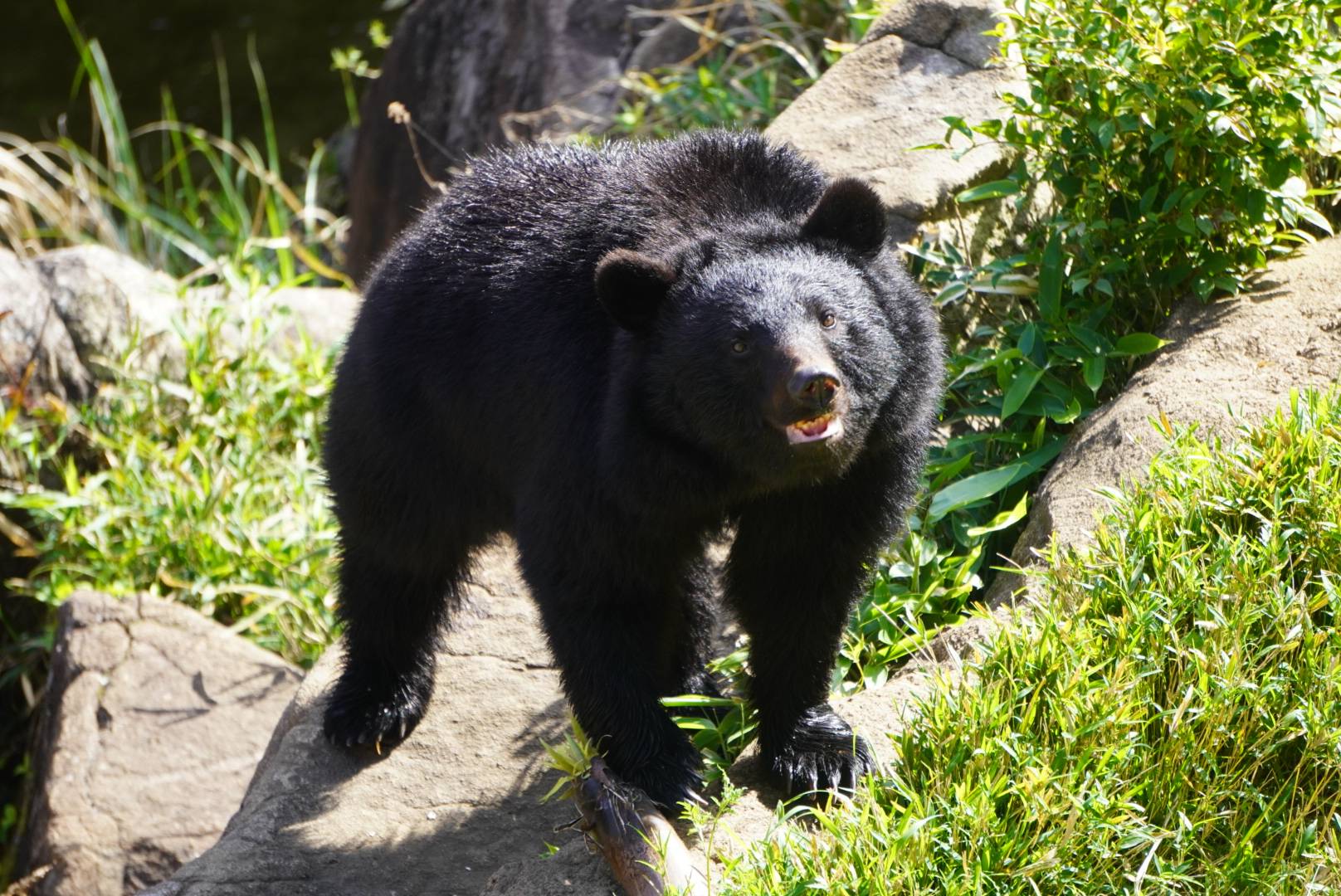 タケノコを置いてこちらを見つめるメリー2