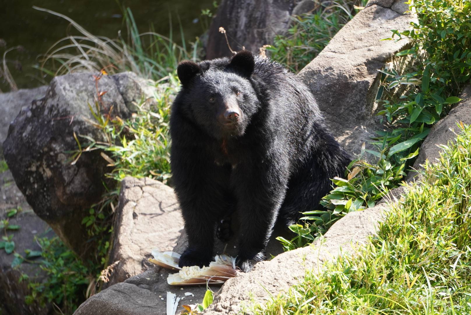 こちらをみつめる6