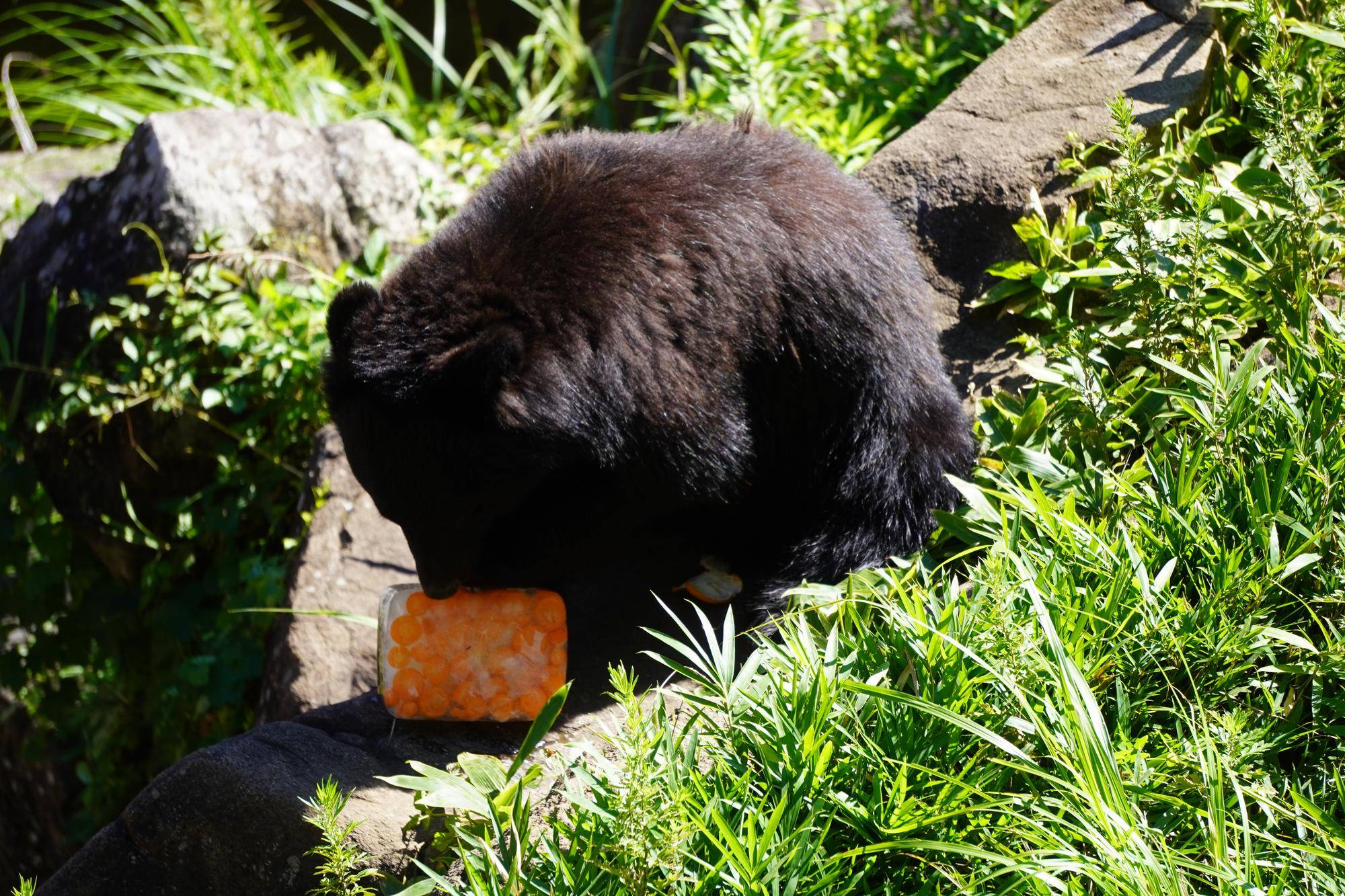 ニンジンの氷漬けを舐めるメリー