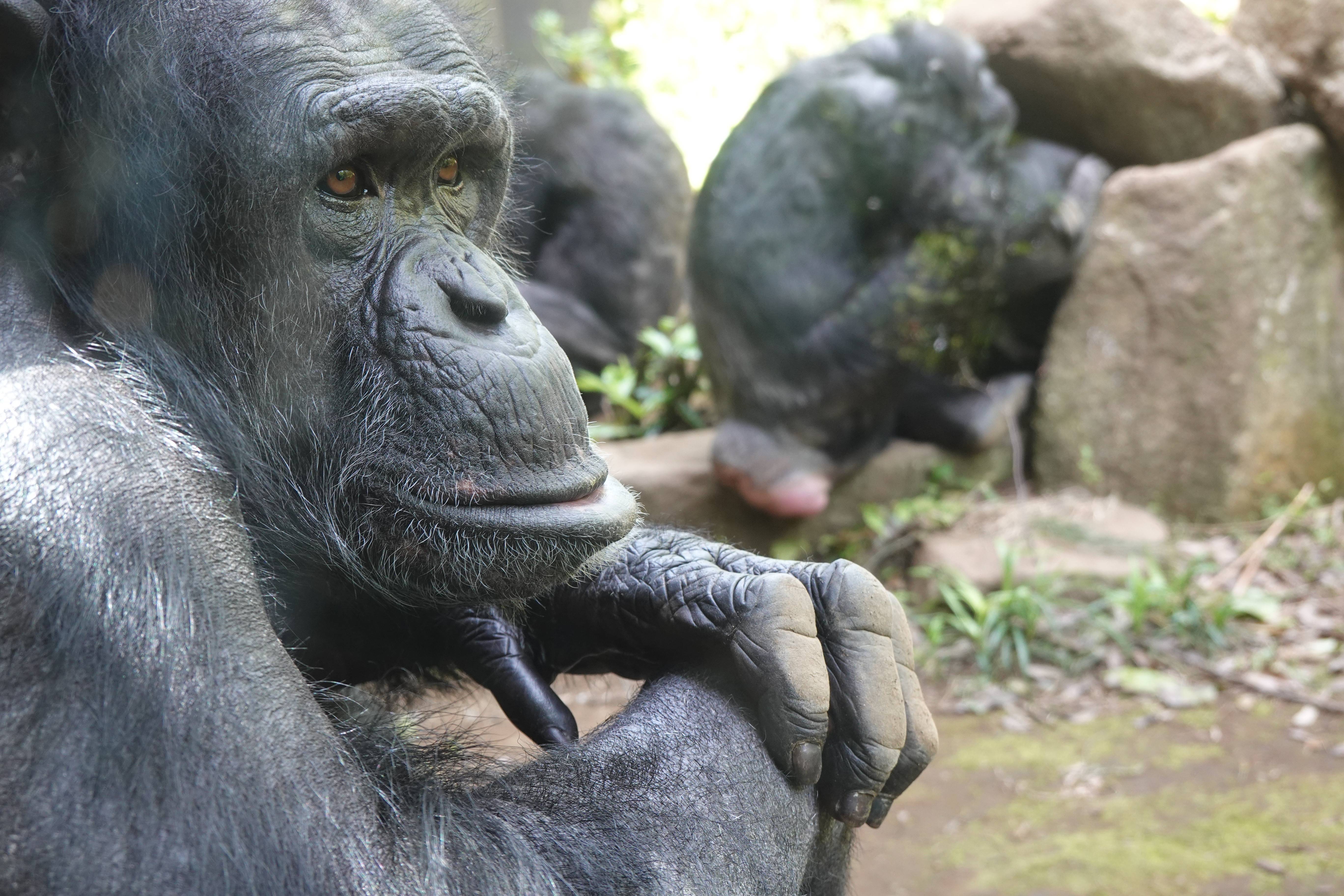 チンパンジーのあれこれ オスとメスの順位の差 チンパンジーの森日記 よこはま動物園ズーラシア公式サイト 公益財団法人 横浜市緑の協会 チンパンジーのあれこれ オスとメスの順位の差 チンパンジーの森日記 よこはま動物園ズーラシア公式サイト 公益財団法人 横浜市緑の協会