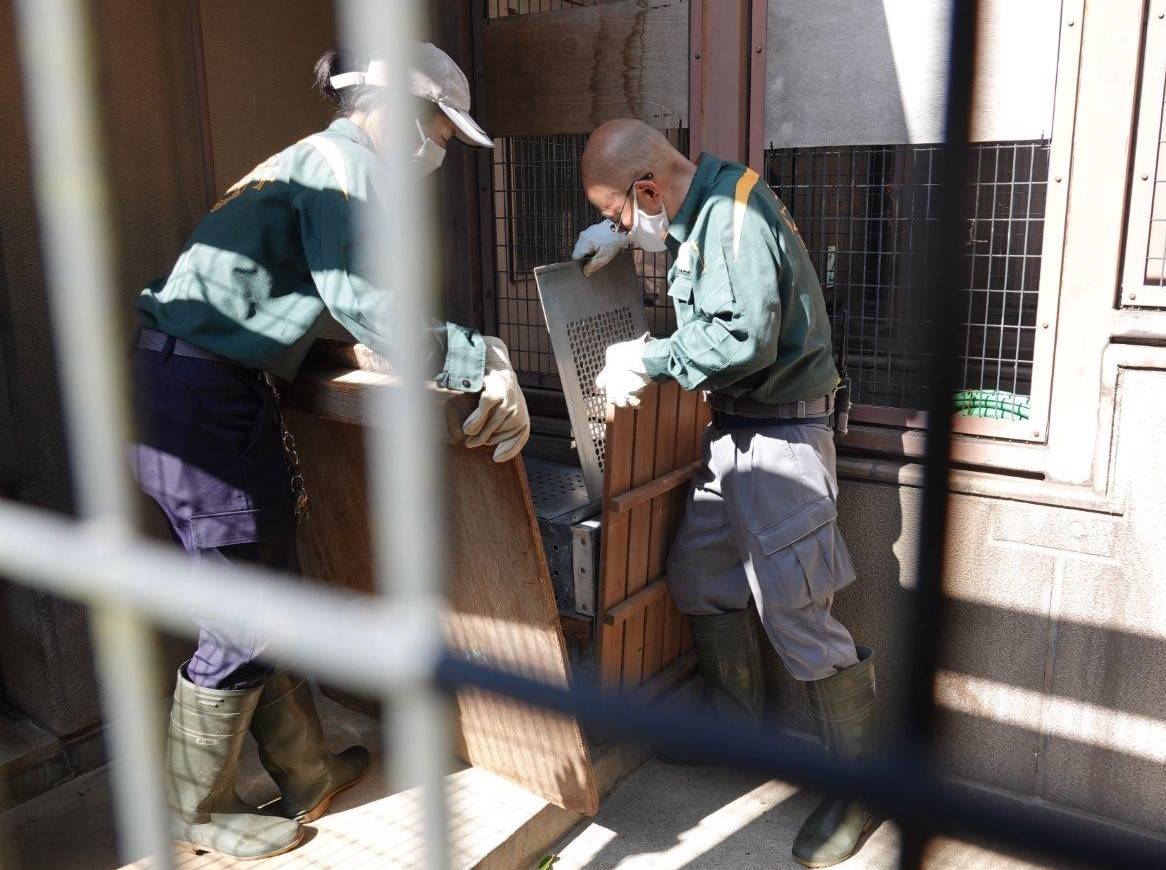 捕獲せず、追い込んで輸送箱に入れました