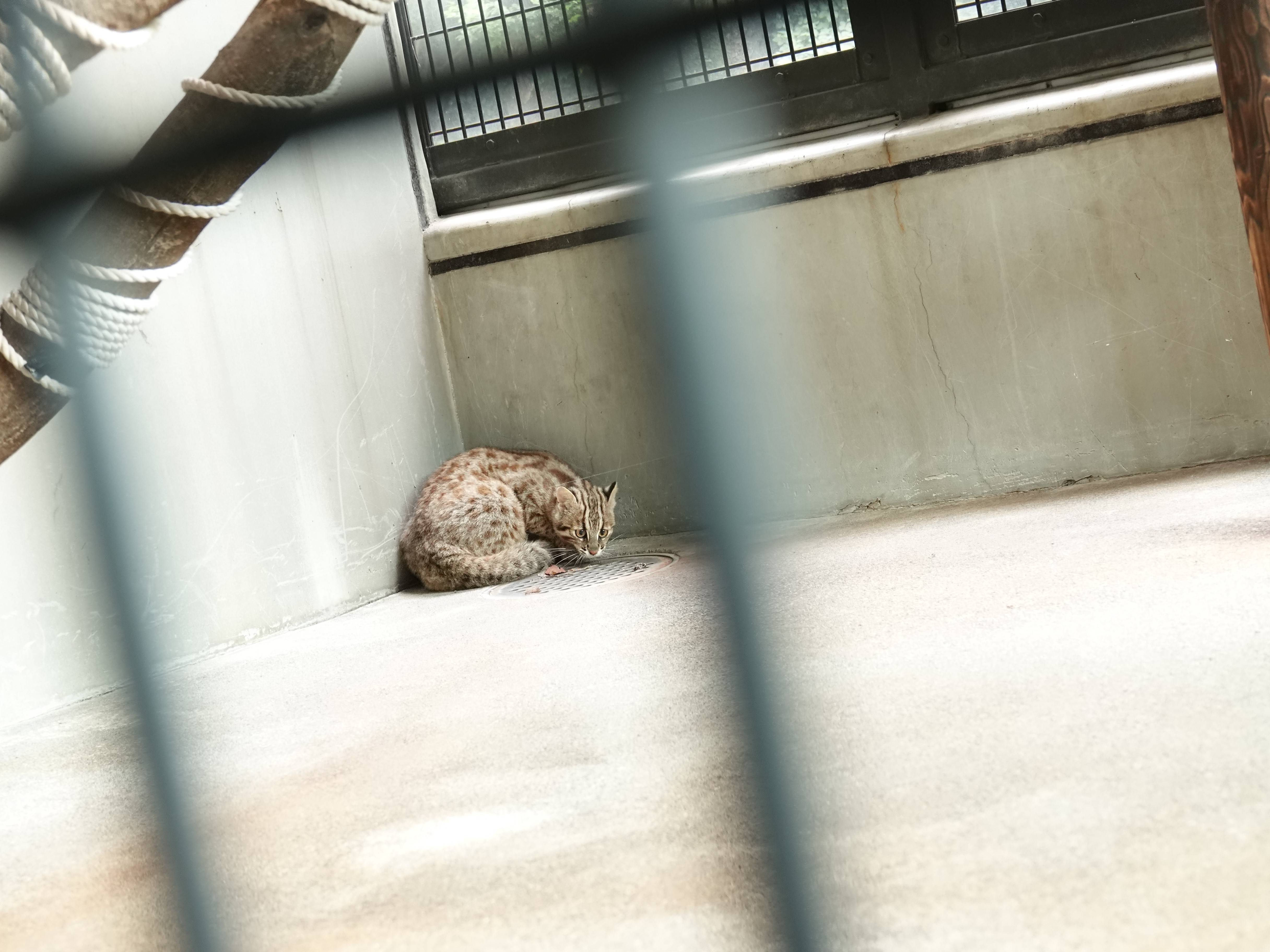 ツシマヤマネコ 赤ちゃん成長記 飼育日誌 よこはま動物園ズーラシア公式サイト 公益財団法人 横浜市緑の協会