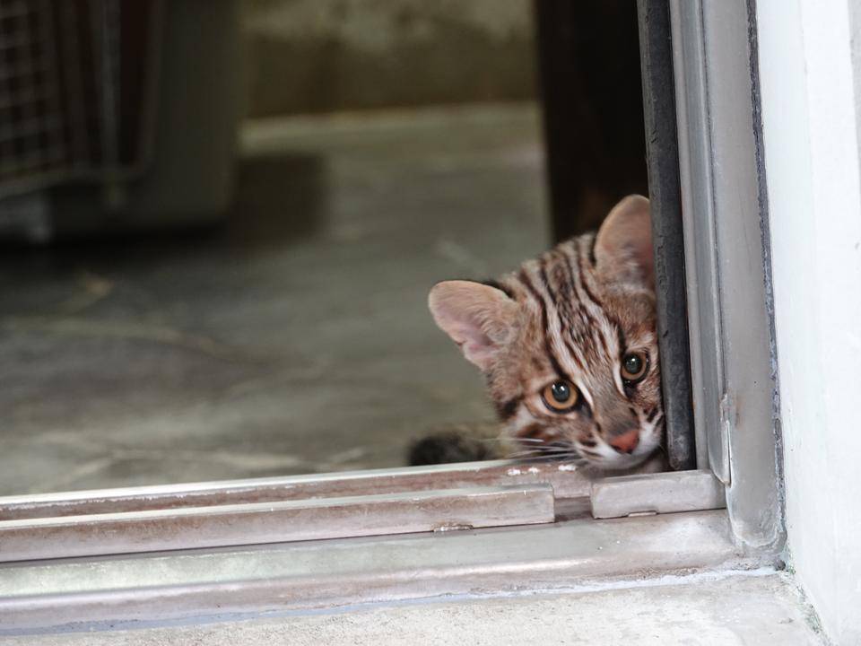 ツシマヤマネコ 赤ちゃん成長記 飼育日誌 よこはま動物園ズーラシア公式サイト 公益財団法人 横浜市緑の協会