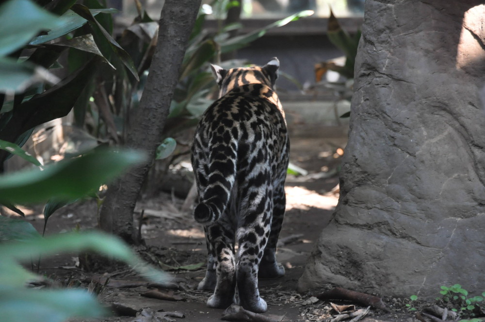 メロディ 安らかに 飼育日誌 よこはま動物園ズーラシア公式サイト 公益財団法人 横浜市緑の協会 メロディ 安らかに 飼育日誌 よこはま動物園ズーラシア公式サイト 公益財団法人 横浜市緑の協会