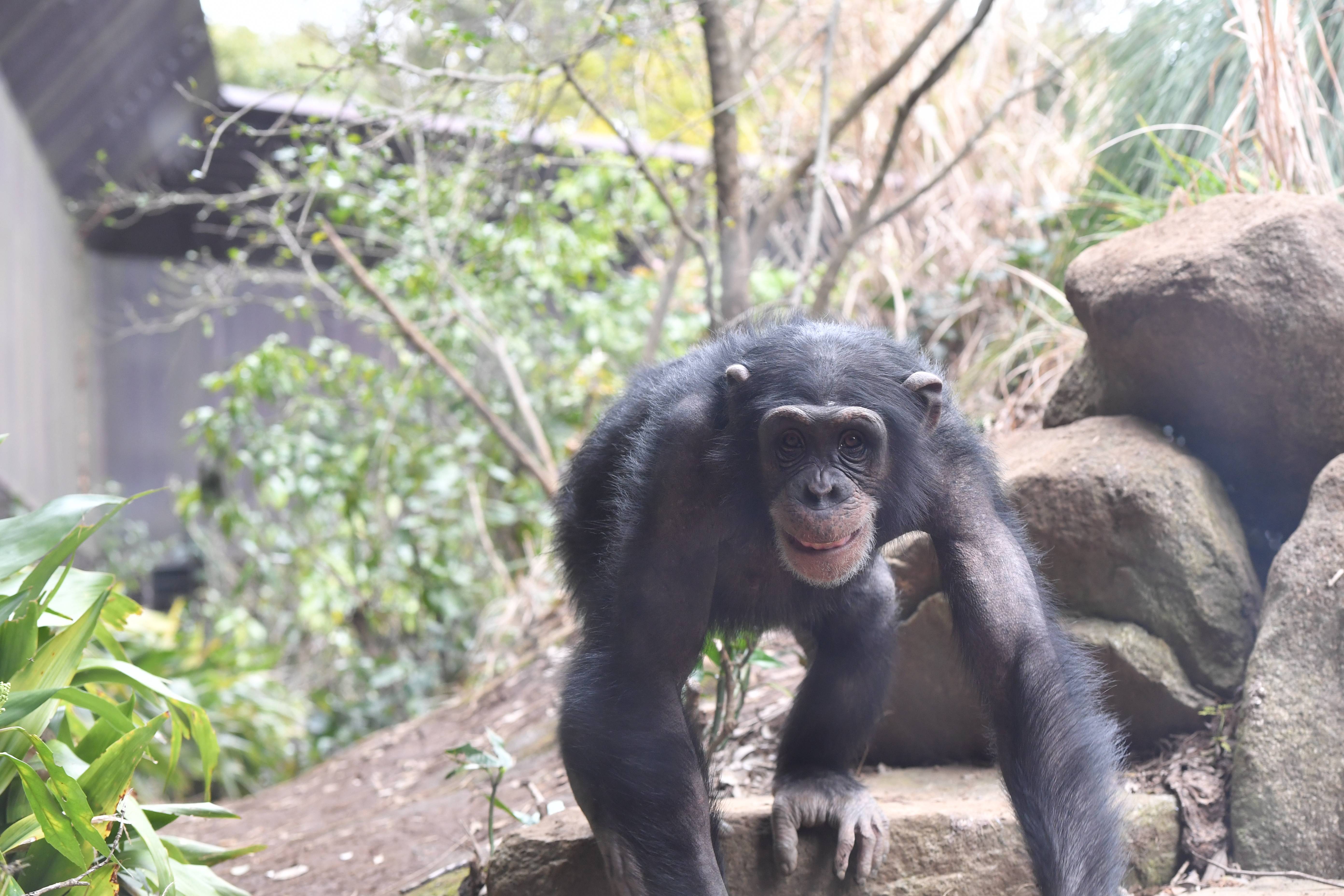 チンパンジーのあれこれ チンパンジーとは チンパンジーの森日記 よこはま動物園ズーラシア公式サイト 公益財団法人 横浜市緑の協会