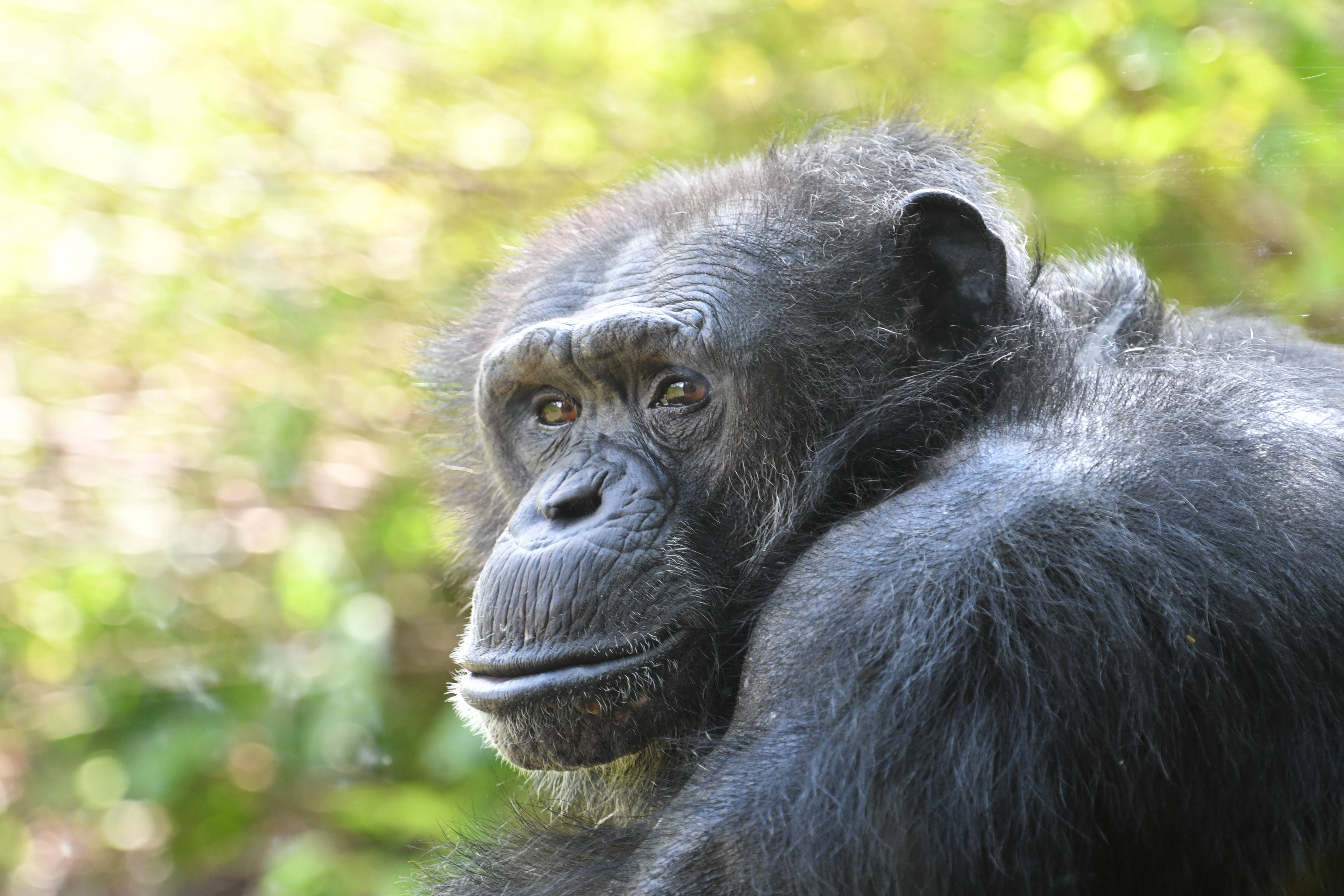 チンパンジーのあれこれ 様々な顔 チンパンジーの森日記 よこはま動物園ズーラシア公式サイト 公益財団法人 横浜市緑の協会