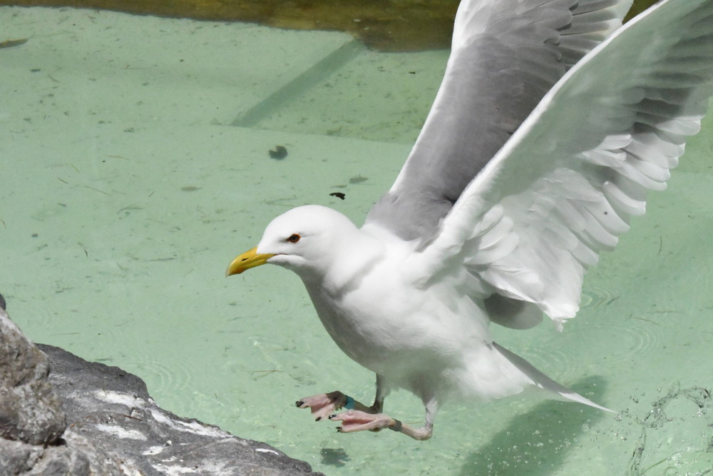 カモメいるんですよ 飼育日誌 よこはま動物園ズーラシア公式サイト 公益財団法人 横浜市緑の協会