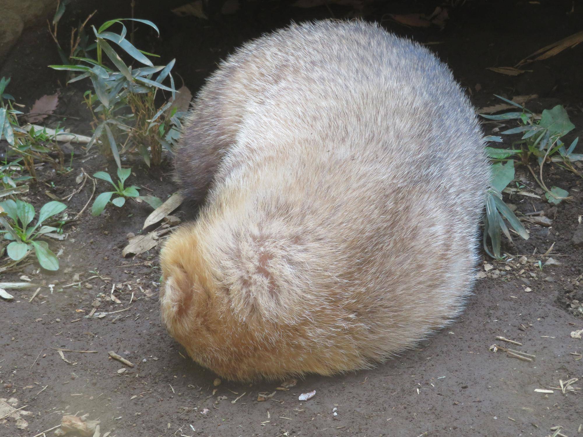 よく動くアナグマたち 飼育日誌 よこはま動物園ズーラシア公式サイト 公益財団法人 横浜市緑の協会 よく動くアナグマたち 飼育日誌 よこはま動物園ズーラシア公式サイト 公益財団法人 横浜市緑の協会