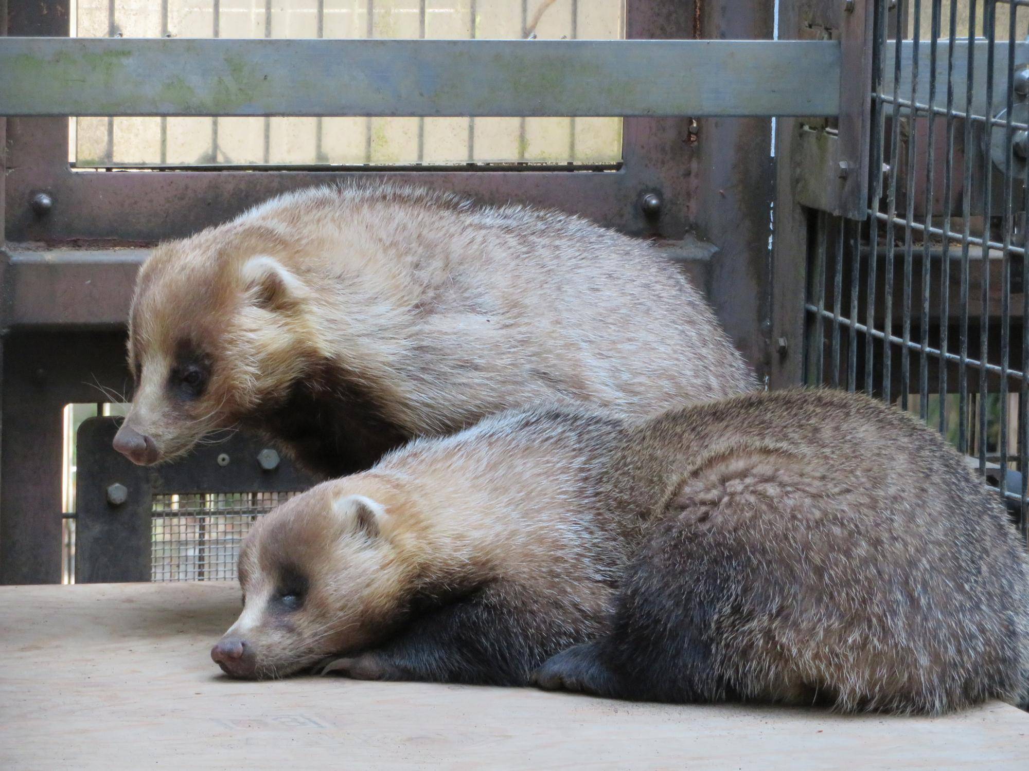 ニホンアナグマ 過去の写真をご紹介 飼育日誌 よこはま動物園ズーラシア公式サイト 公益財団法人 横浜市緑の協会