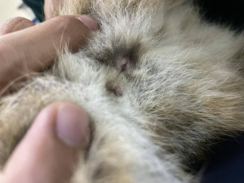ツシマヤマネコ 赤ちゃん成長記 飼育日誌 よこはま動物園ズーラシア公式サイト 公益財団法人 横浜市緑の協会