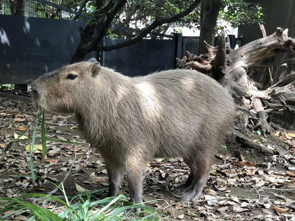 カピバラのキズナ 飼育日誌 よこはま動物園ズーラシア公式サイト 公益財団法人 横浜市緑の協会 カピバラのキズナ 飼育日誌 よこはま動物園ズーラシア公式サイト 公益財団法人 横浜市緑の協会
