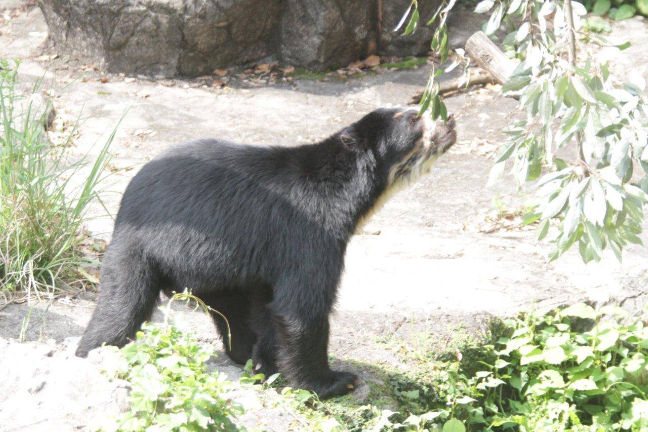 カシの葉に気付いた雪雄