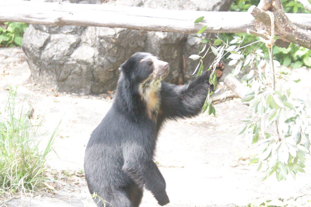 カシの葉を確認し、立ち上がろうとする雪雄