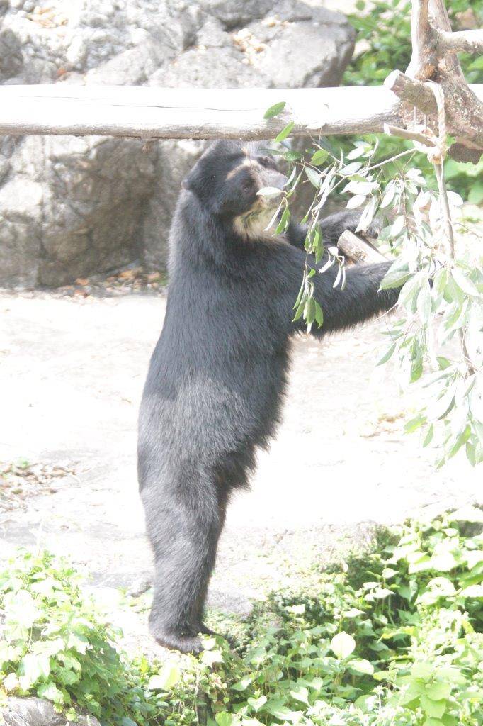 立ち上がってカシの葉を確認する雪雄