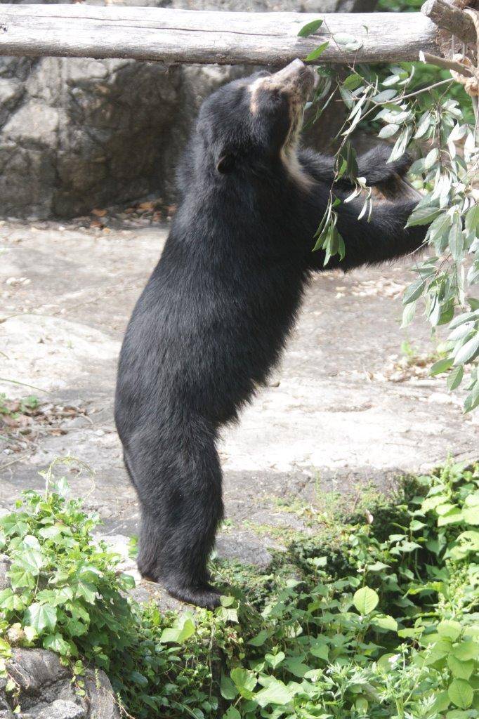 立ち上がってカシの葉を食べようとする雪雄①