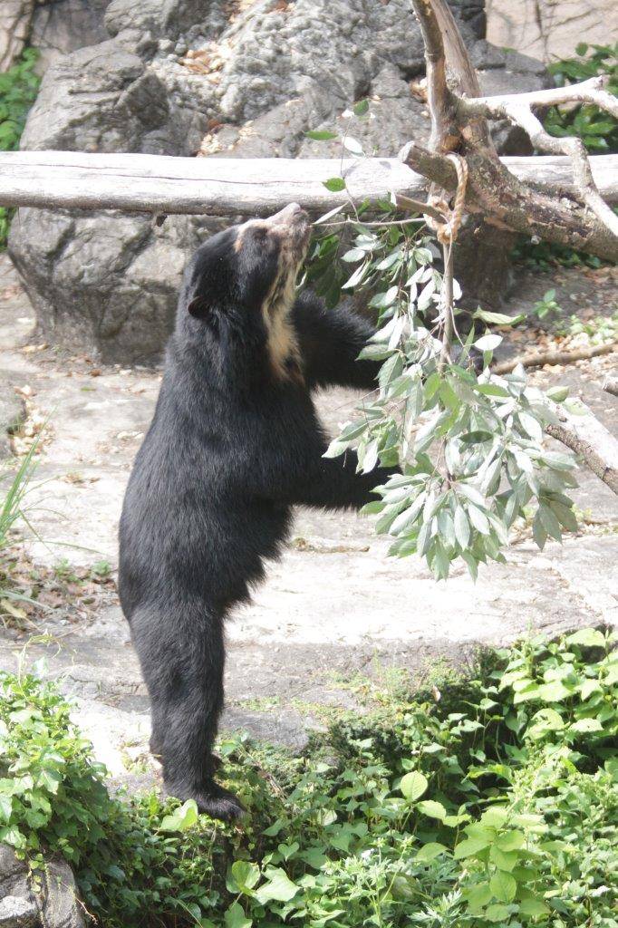立ち上がってカシの葉を食べようとする雪雄②