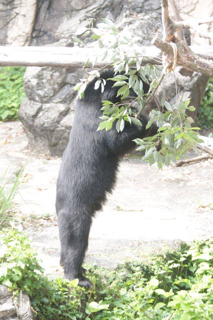 立ち上がってカシの葉を食べようとする雪雄③