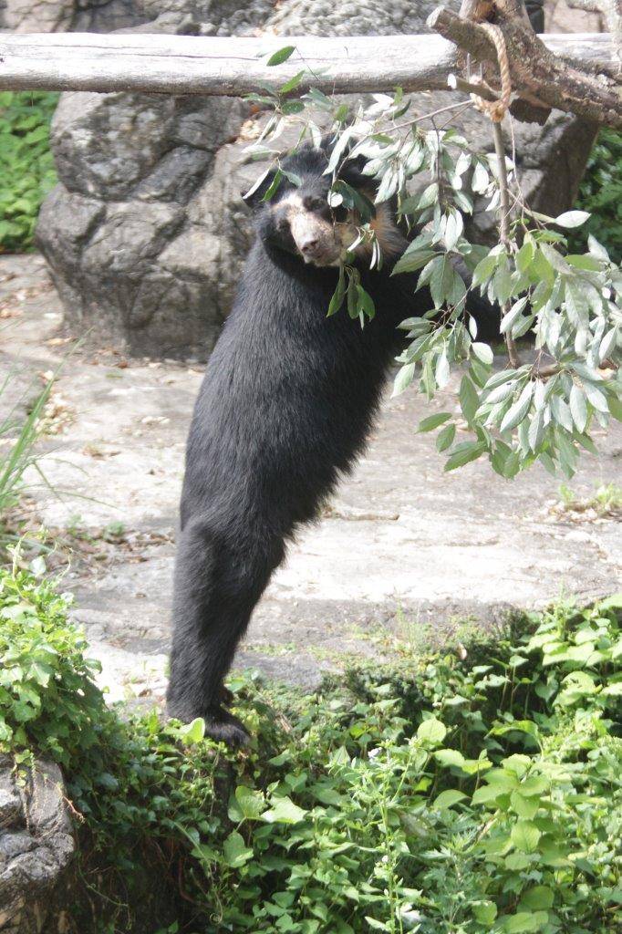 立ち上がってカシの葉を食べようとする雪雄④