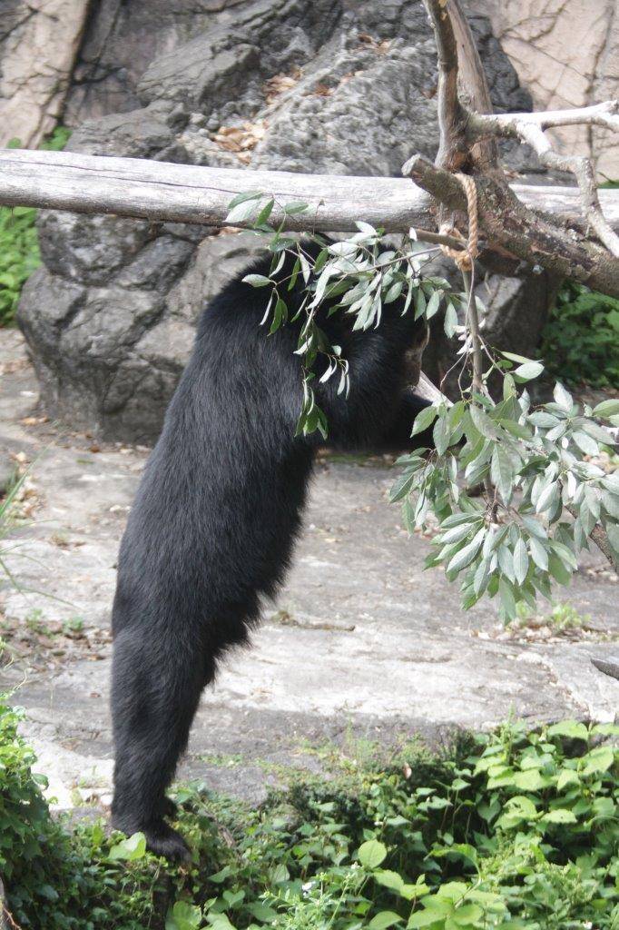 立ち上がってカシの葉を食べようとする雪雄⑤
