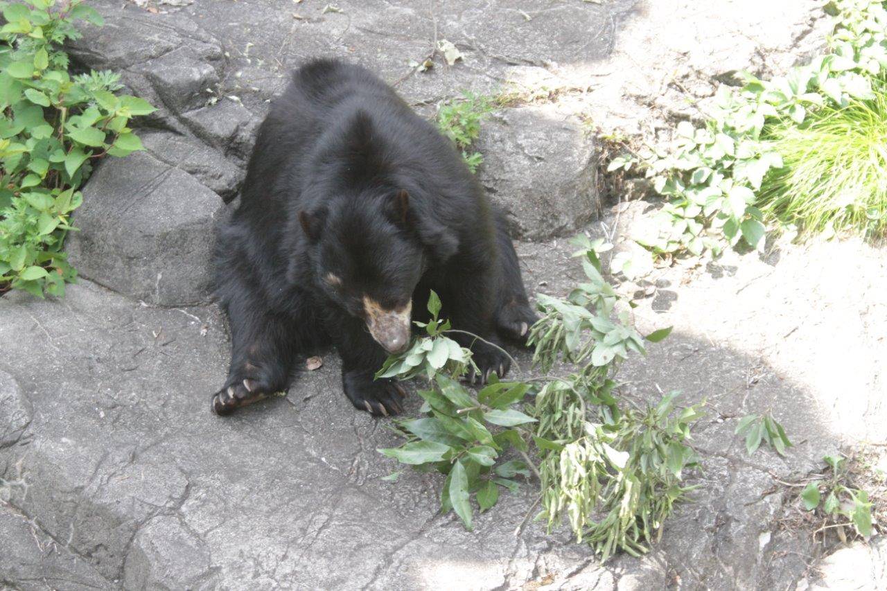 カシの葉を食す美雨②