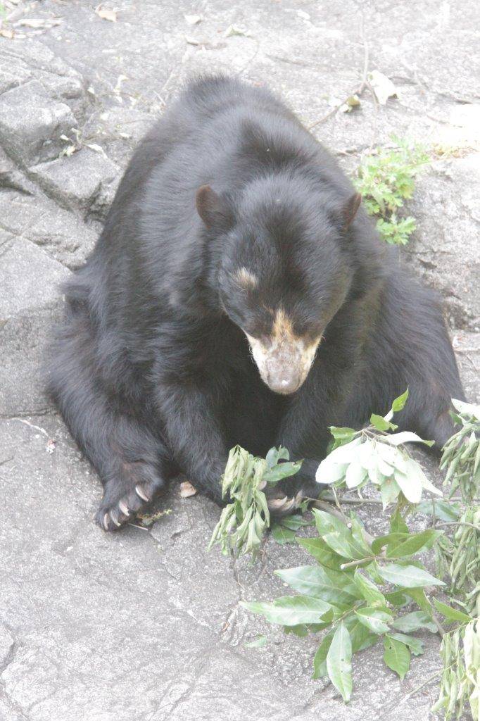 カシの葉を食す美雨③