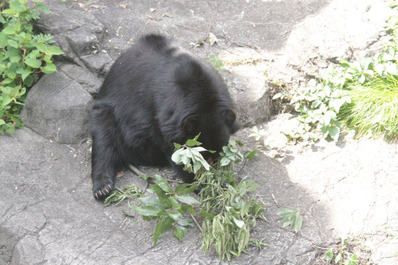 カシの葉を食す美雨④