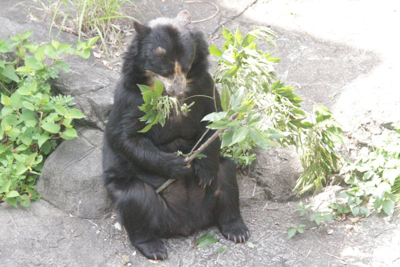 カシの葉を食す美雨⑤
