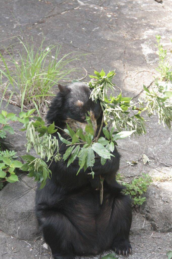 カシの葉を食す美雨⑥
