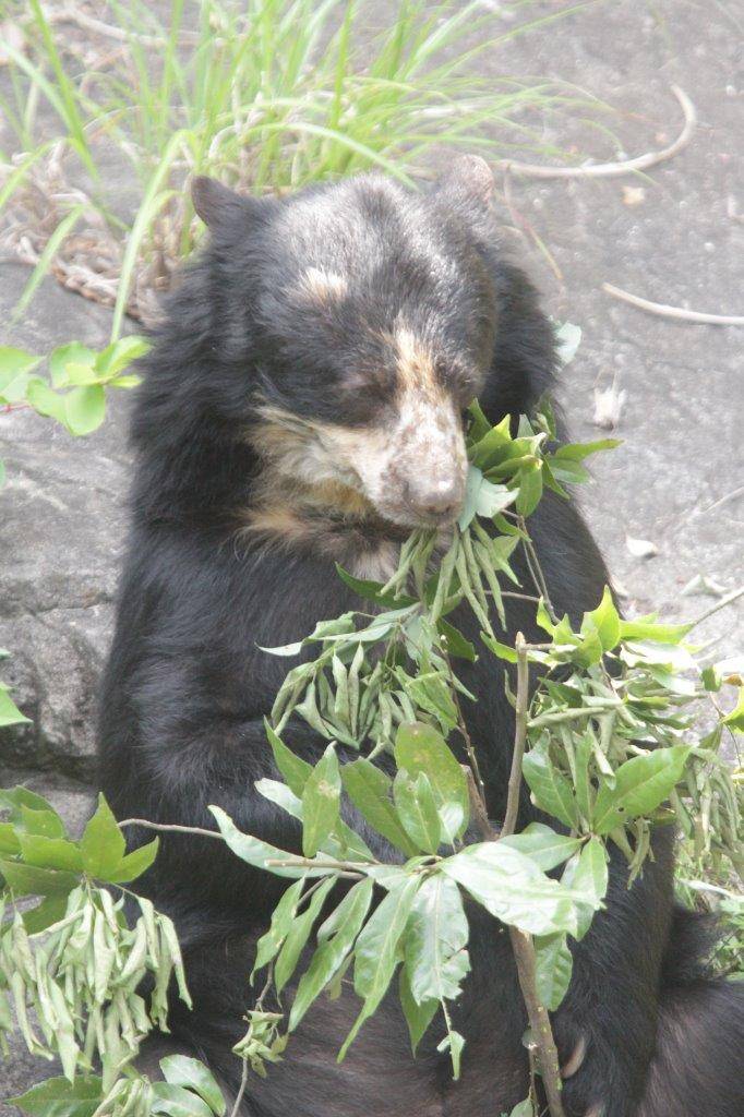 カシの葉を食す美雨⑦