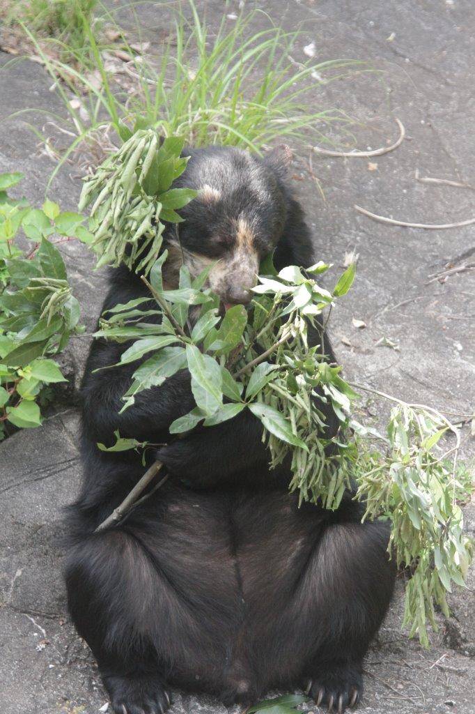 カシの葉を食す美雨⑧