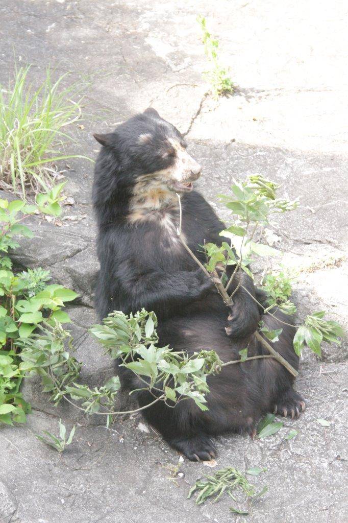 カシの葉を食す美雨⑨