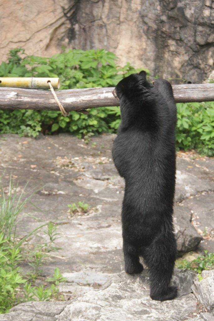 立ち上がって竹筒フィーダーを見つめる雪雄