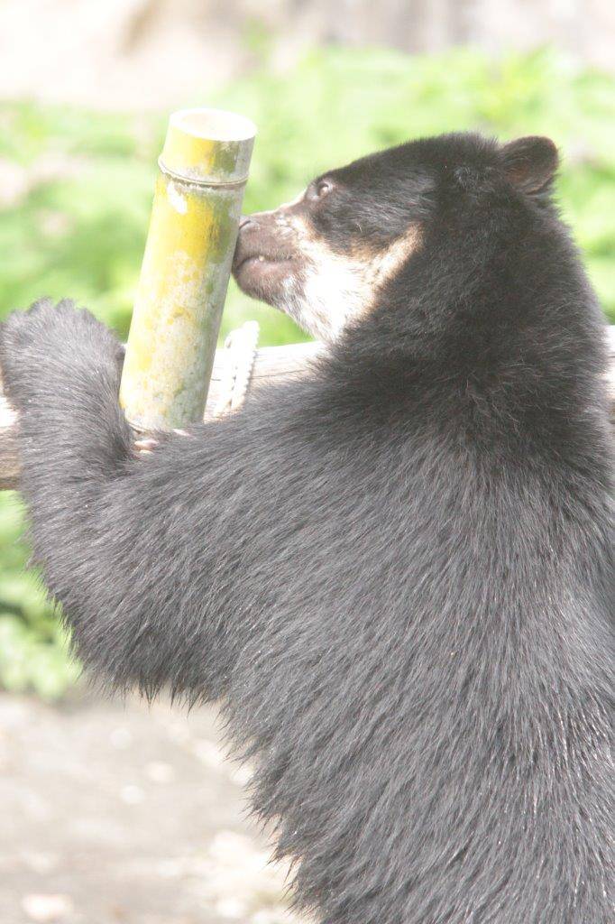 立ち上がって竹筒フィーダーをいじる雪雄①