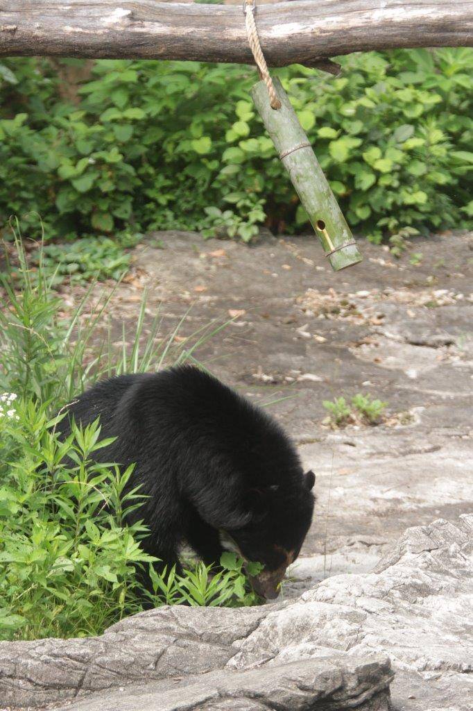 落下したペレットを探す雪雄①