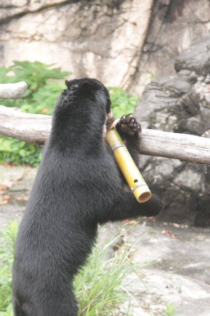 立ち上がって竹筒フィーダーをいじる雪雄⑤