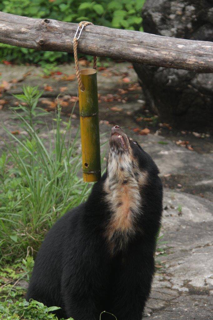 竹筒フィーダーを見上げる雪雄