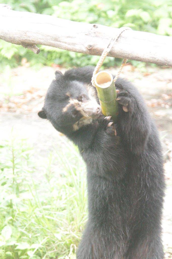 立ち上がって竹筒フィーダーをいじる雪雄⑥