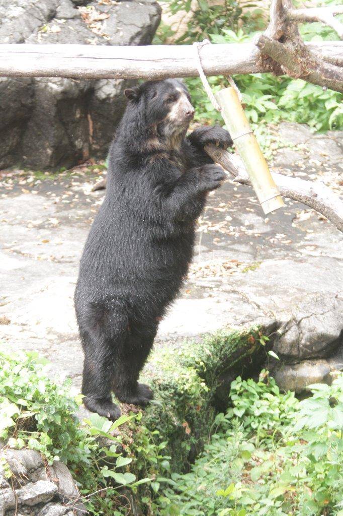 立ち上がって竹筒フィーダーをいじる雪雄⑦