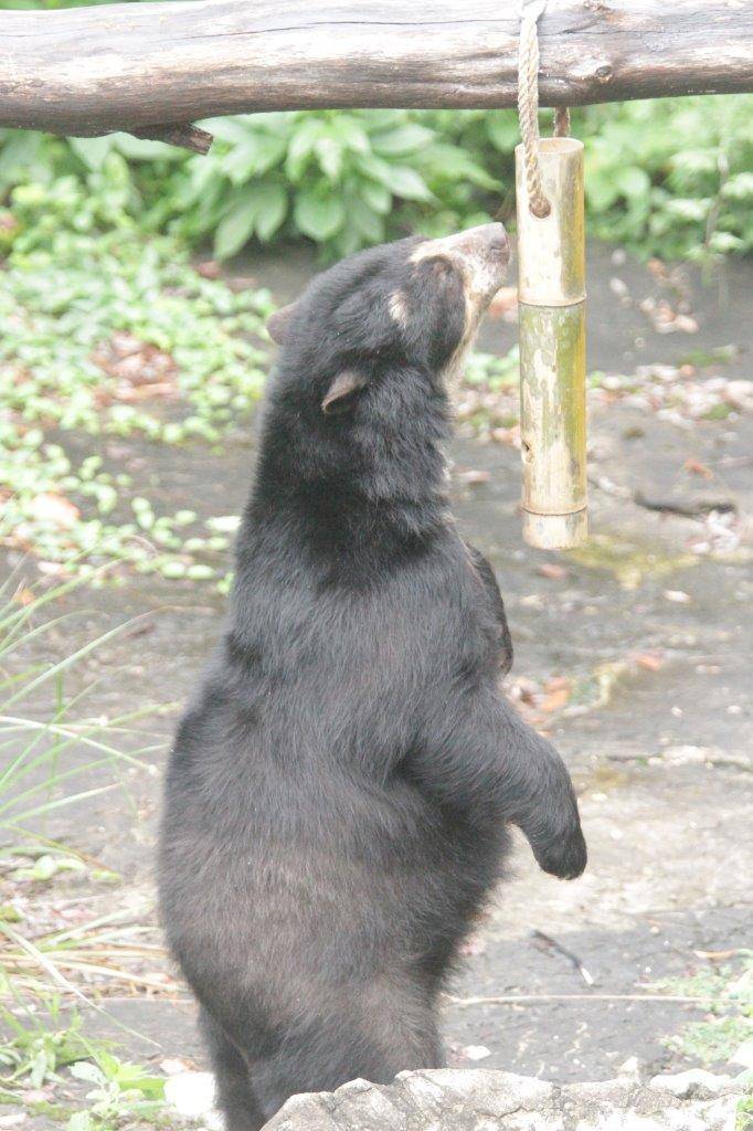 立ち上がって吊るしてある竹筒フィーダーを気にする美雨