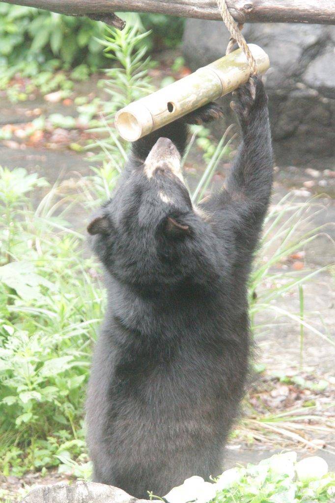 竹筒フィーダーをいじって中のペレットを食べようとする美雨①
